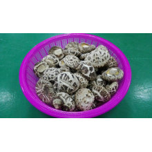 Dried Food Vegetable Supplier White Flower Shiitake Mushroom Planter